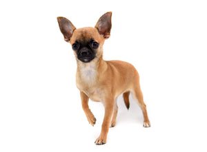 Lady Red Sable Girl