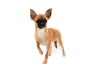 Lady Red Sable Girl