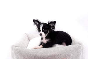Pretty Lilo Teacup and loving boy.