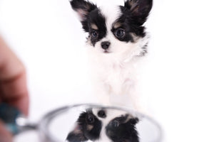 Latte SC Extreme Short Muzzle LC Boy