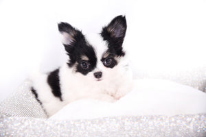 Latte SC Extreme Short Muzzle LC Boy