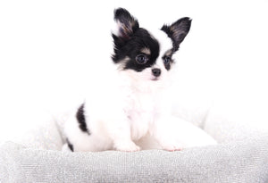 Latte SC Extreme Short Muzzle LC Boy