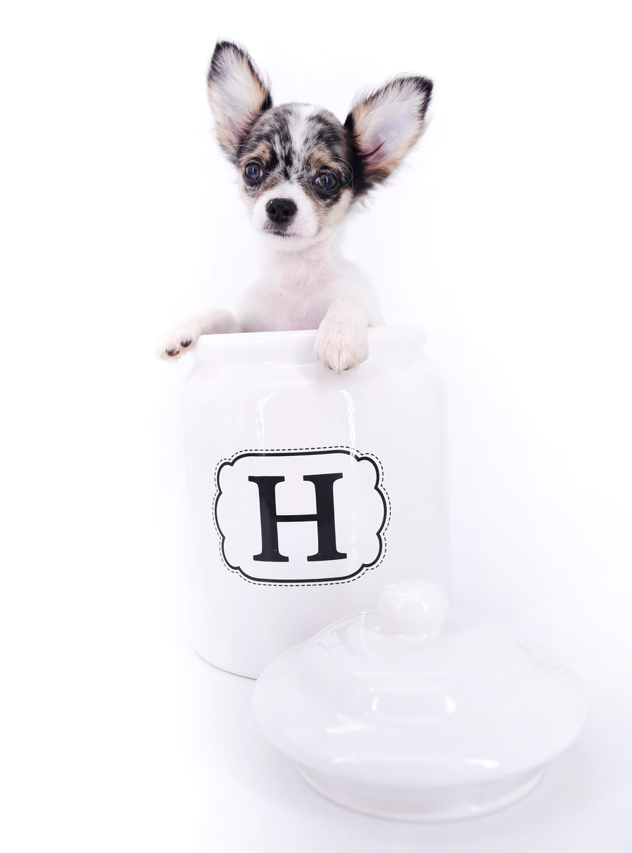 Marlon Micro Blue Merle Boy