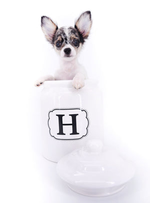 Marlon Micro Blue Merle Boy