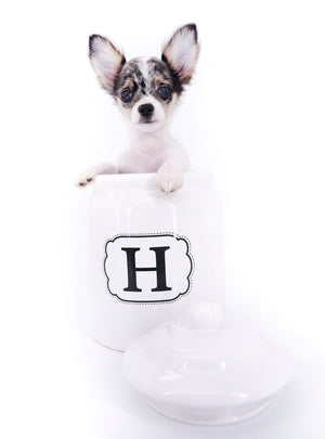 Marlon Micro Blue Merle Boy