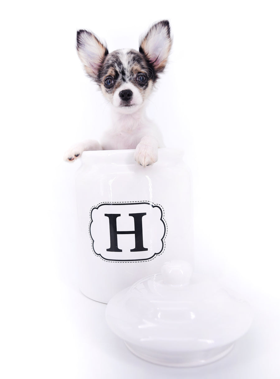 Marlon Micro Blue Merle Boy