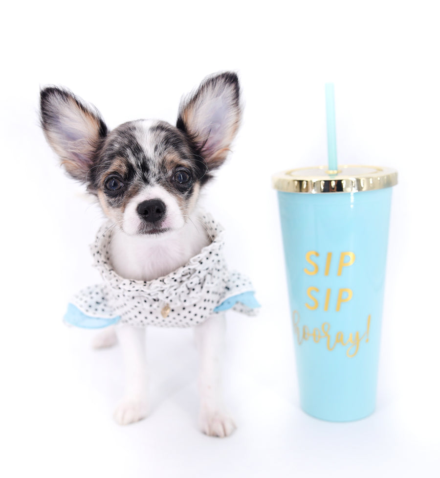 Marlon Micro Blue Merle Boy
