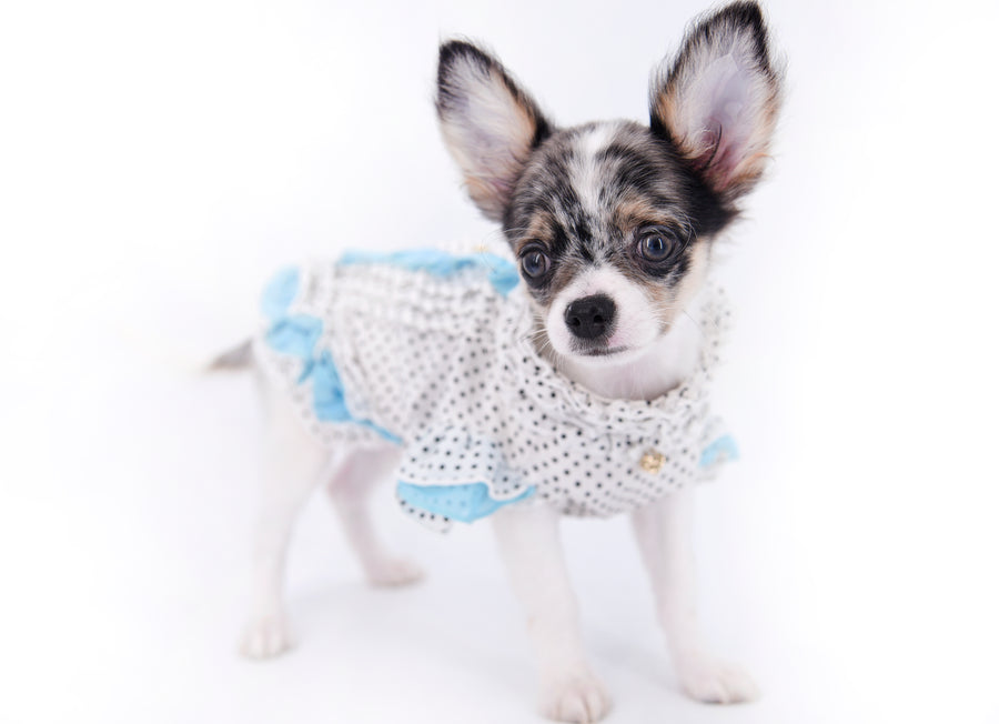 Marlon Micro Blue Merle Boy