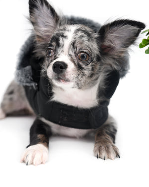 Marly Blue Merle LC Teacup Boy