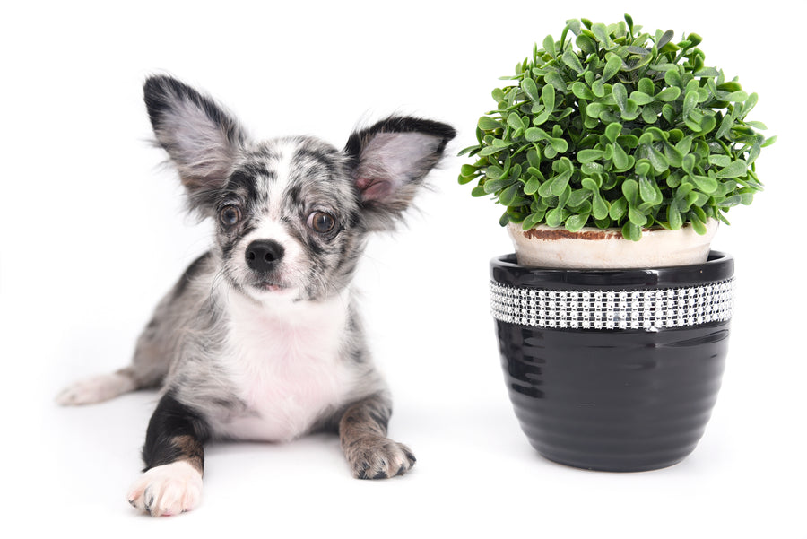 Marly Blue Merle LC Teacup Boy
