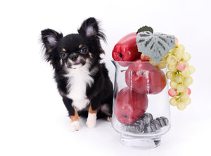 Birkin Doll  Extreme Short Muzzle Boy