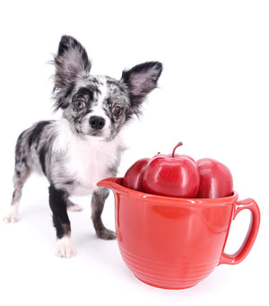 Marly Blue Merle LC Teacup Boy