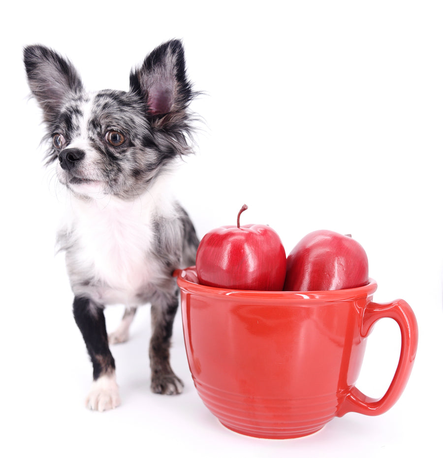 Marly Blue Merle LC Teacup Boy