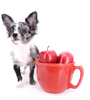 Marly Blue Merle LC Teacup Boy