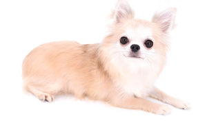 Hollywood Chis in May