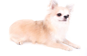 Hollywood Chis in May