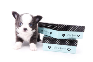 Rome Blue Lavender Blue Eyes Micro