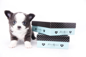 Rome Blue Lavender Blue Eyes Micro