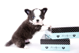 Rome Blue Lavender Blue Eyes Micro
