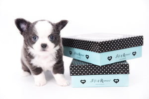 Rome Blue Lavender Blue Eyes Micro