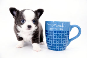 Rome Blue Lavender Blue Eyes Micro