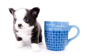 Rome Blue Lavender Blue Eyes Micro