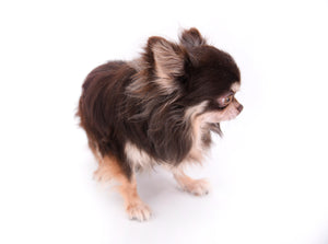 Hollywood Chis Sidney