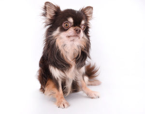 Hollywood Chis Sidney