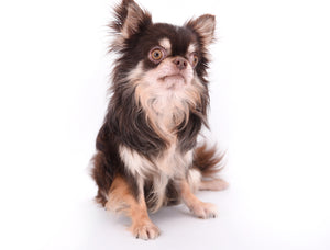 Hollywood Chis Sidney