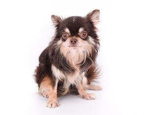 Hollywood Chis Sidney