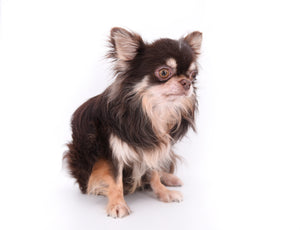 Hollywood Chis Sidney