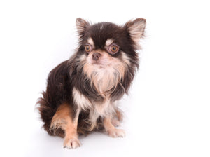 Hollywood Chis Sidney