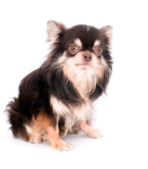 Hollywood Chis Sidney