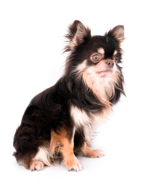 Hollywood Chis Sidney