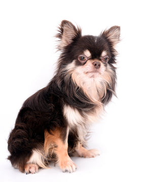 Hollywood Chis Sidney