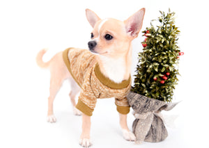 Liam Marcus Teacup Short Muzzle SC Boy