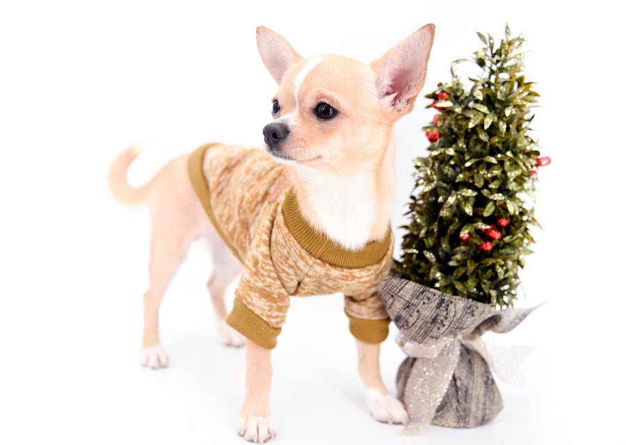 Liam Marcus Teacup Short Muzzle SC Boy