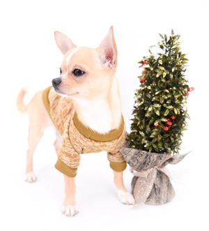Liam Marcus Teacup Short Muzzle SC Boy