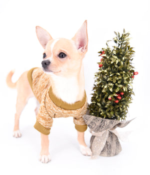 Liam Marcus Teacup Short Muzzle SC Boy