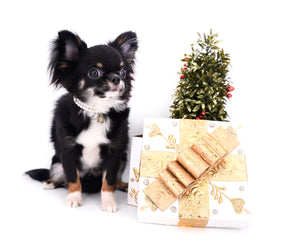 Birkin Doll  Extreme Short Muzzle Boy