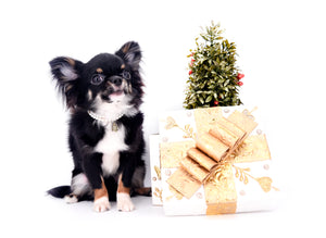 Birkin Doll  Extreme Short Muzzle Boy