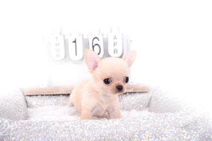 Arian Micro Teacup Extreme Short Muzzle Boy