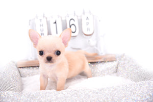 Arian Micro Teacup Extreme Short Muzzle Boy