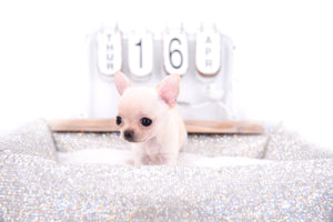 Sofia Micro Extreme Doll Face