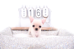 Sofia Micro Extreme Doll Face