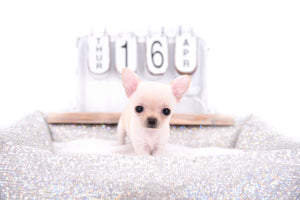 Sofia Micro Extreme Doll Face