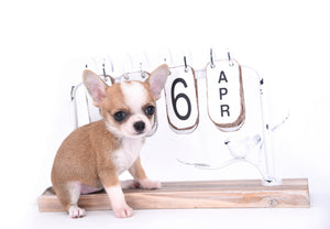 Mia Doll Short Muzzle Girl