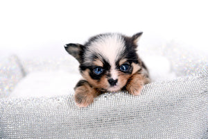 Nataly Blue Merle Blue Eyes Girl