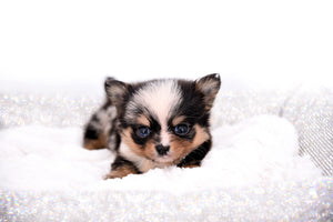 Nataly Blue Merle Blue Eyes Girl