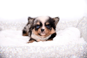 Nataly Blue Merle Blue Eyes Girl